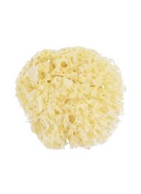Honeycomb Sea Sponge