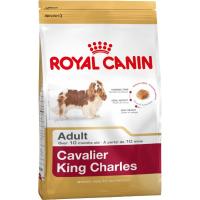 Cavalier King Charles Adult 1,5 kg